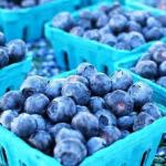 Cultivating Futures: How Young Zimbabweans Can Thrive in the Blueberry Value Chain.