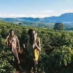 Zimbabwe's Liquid Gold: Unpacking the Coffee Profile and Brewing a Brighter Future ☕