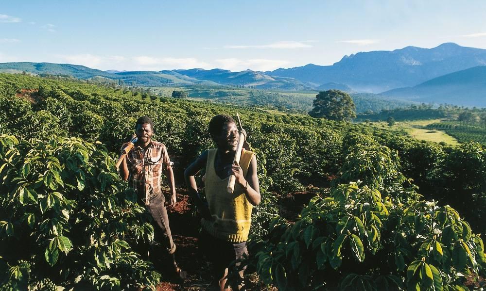 Zimbabwe's Liquid Gold: Unpacking the Coffee Profile and Brewing a Brighter Future ☕